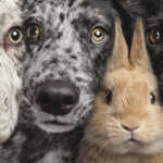 Selected Experience in Animal and Pet Care